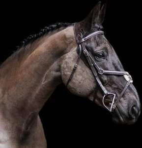 Noseband English bridle | anatomic cutback MONO Crown | ยกสี่เหลี่ยมเย็บแฟนซี | ปรับได้ N - Product Image 2