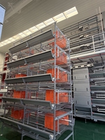 Fabricant de cages automatiques pour poules pondeuses, cages en batterie, équipement d'élevage avicole avec système d'alimentation, d'abreuvement et de collecte des œufs