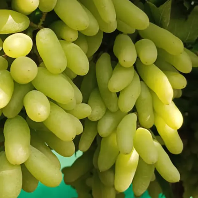 Beste Kwaliteit Zoete Verse Druiven Verkrijgbaar Tegen Groothandelsprijs Van India