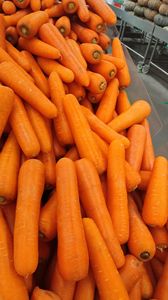 Carotte congelée fraîche biologique du Vietnam Légumes riches en vitamines de qualité supérieure pour la cuisson et la transformation des aliments - Product Image 2