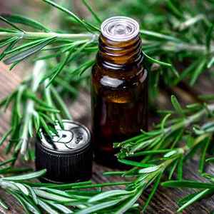Wholesale Pure Rosemary Essential Oil for Aromatherapy Hair & Skin Care Bulk <b>Steam</b> Distilled Oil for <b>Diffusers</b> Massage & Spa Use - Product Image 1