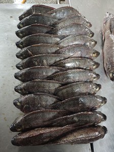 Pescado Tilapia Congelado BQF |   Exportador Profesional |   Pedidos al por mayor para importadores de Malí - Product Image 2