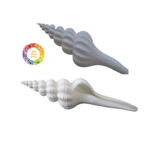 เปลือกหอยสังข์ขัดเงาธรรมชาติสำหรับตกแต่งจากทองคำ99ข้อมูลเวียดนามเพื่อการส่งออก - Product Image 5