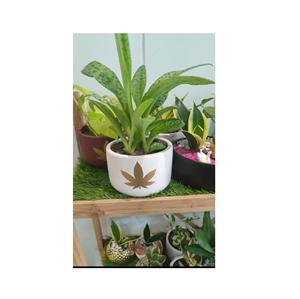 Macetas Cuadradas de Barro Indio de Primera Calidad Hechas a Mano con Platos para Plantas de Jardín, Suculentas, Macetas Premium - Product Image 5