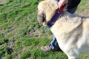 Grand collier de chien avec boucle pivotante incassable avec poignée Collier de chien de berger robuste avec boucle en fer violet - Product Image 6