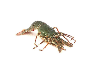 Homards frais/vifs/congelés de qualité supérieure (fruits de mer) en gros, qualité premium, queue lisse, entiers, en vrac - Product Image 6