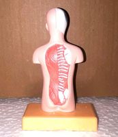 Modèle de torse d'anatomie humaine avec organes amovibles, taille réelle, modèle d'enseignement médical pour les études de biologie et d'anatomie, OEM FIBER GLASS