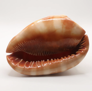 Material de Concha de Casco Rojo (Cypraecassis rufa) de Origen Vietnamita para Decoración Náutica, Creación de Adornos y Exhibición Elegante - Product Image 5