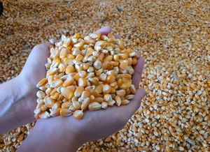 Maíz Amarillo y Blanco No Transgénico para Consumo Humano, Maíz Amarillo Seco para Palomitas - Product Image 2