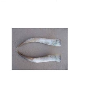 Paire de corne de buffle non polie couleur marron naturelle article de décoration de pièce de meilleure qualité pour corne de paire de buffle à bas prix - Product Image 2