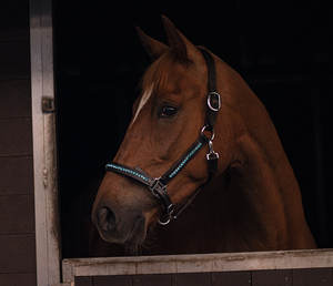 Licou de cheval en cuir noir, vente en gros - Product Image 6