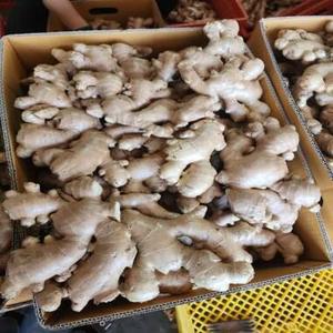 โรงงานปลูกขิงขายตรง ขิงสด ขายส่งขิงสด ขิงสดขาย - Product Image 1
