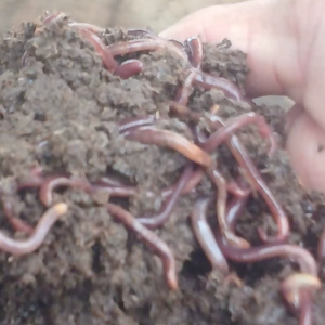 กระต่ายนำโชค ผลิตภัณฑ์สดใหม่และออร์แกนิกจากอินเดีย จำหน่ายปุ๋ยหมักอินทรีย์ 1 กก. คุณภาพสูง อายุการเก็บรักษา 2 ปี - Product Image 1