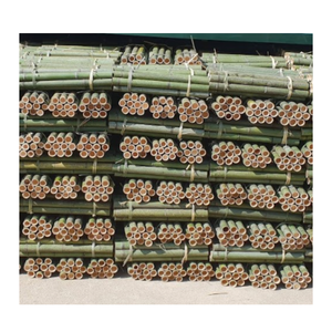 Postes de bambú verdes y amarillos naturales: palos fuertes ecológicos para muebles, decoración, jardinería, Exportación al por mayor a granel - Product Image 5