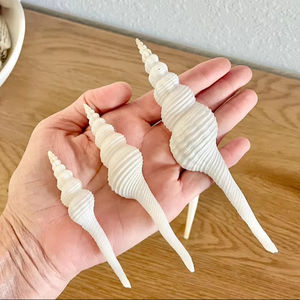 Du Petits แกนเปลือกหอยสีขาว Fusinus dupetitthouarsi | สำหรับศิลปะและงานฝีมือในมหาสมุทร - Product Image 1