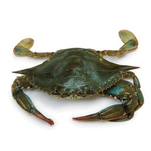 Crabe entier congelé, cuisiné, IQF, Fournisseur d'exportation de fruits de mer de qualité supérieure - Product Image 6