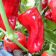300 semi biologici di qualità del raccolto rosso naturale turco semi di peperoncino Hobby giardino