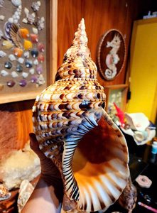 Concha de Trompeta Natural para Decoración de Interiores, Manualidades y Distribución al por Mayor, Calidad Duradera para Exhibición de Arte y Artesanía - Product Image 3