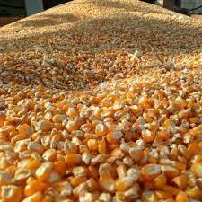 Maïs de qualité alimentaire séché au maïs jaune pour bovins, chevaux, poissons, cochons, oiseaux, emballage en sac, teneur élevée en protéines - Product Image 2