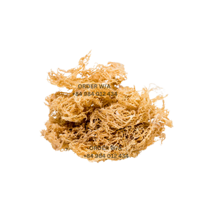 Pure Wildcrafted <b>Sea</b> <b>Moss</b> From Vietnam at Reasonable Prices <b>Irish</b> <b>Sea</b> <b>Moss</b> That Is Golden for Your Health - Product Image 4