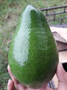 El mejor precio para aguacates frescos de alta calidad de Brasil Edición 2024 - Product Image 5