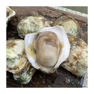หอยนางรมสดจากฟาร์ม บรรจุภัณฑ์ขนาดใหญ่ คุณภาพสูง แช่แข็งพร้อมเปลือก น้ำหนัก 25 กก. - Product Image 6