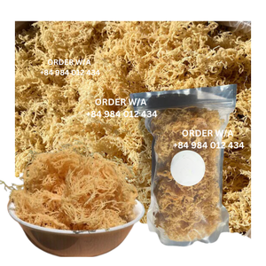 Mousse de mer du Vietnam, biologique et abordable Wildcrafted | Raw + Non OGM 2024 - Product Image 3