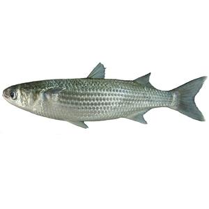 Pescado Mullet Gris Congelado 1000-2000g Eviscerado - Product Image 1