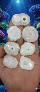 Cuentas de Coral Fósil Rosa Natural, Forma de Tambor Redondo, Fabricación India, Cabujón, Piedras Preciosas Sueltas al por Mayor, 20% de Descuento y Regalo de Año Nuevo - Product Image 4