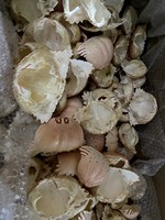 Découvrez le secret des plats savoureux avec des coquilles de crabe séchées vietnamiennes de qualité supérieure pour la saveur et la nutrition
