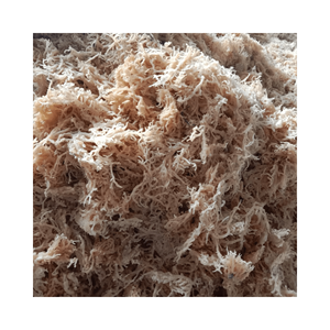 Wildcrafted Sea Moss - Irish Sea Moss - Dried Eucheuma Cottonii - Dried Eucheuma Cottonii <b>Seaweed</b> Authentic High Quality - Product Image 6