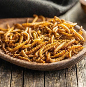 Bulk Frozen Mealworms Your Cost Effective Solution - Product Image 4