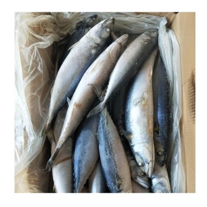 ปลาแมคเคอเรลแปซิฟิกแช่แข็งแสนอร่อย ขนาด 300-500 กรัม ลดราคาพิเศษ - Product Image 4