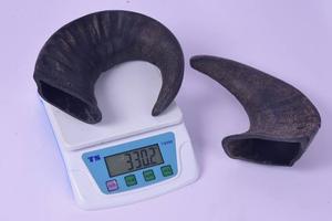 CORNE DE BUFFALLE CHIEN CHEOO - Product Image 4