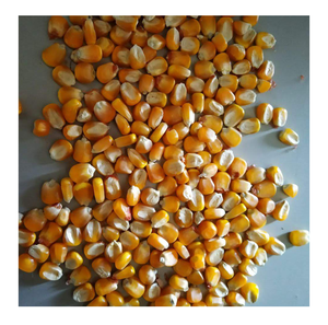 Maíz Amarillo Blanco Seco para Alimentación Animal, Maíz Maduro No Glutinoso a Granel - Product Image 6