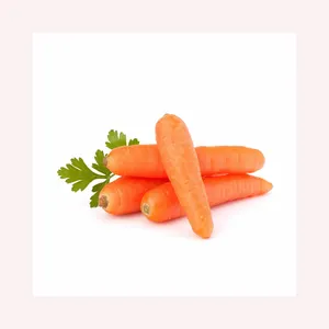 Cheap Wholesale Top Quality Fresh Vegetables Carrots In Bulk Premium Quality Fresh Carrots/Organic Carrots