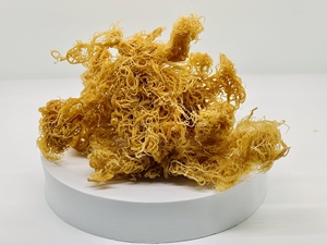 สาหร่ายอบแห้งกันแดดธรรมชาติสีทองจากเวียดนาม Eucheuma cottonii chondrus ทะเลมอส - Product Image 1
