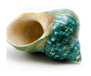 Décoration Artisanat Coquillage Coquillage Naturel Poli - Product Image 1