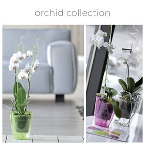 Maceta para orquídeas Coubi de 2.4 l, dimensiones (mm) 160x160x183, color verde transparente - Product Image 2