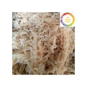 Approvisionnement en usine d'algues séchées Eucheuma Cottonii Vietnam pour les besoins de transformation mondiaux - Product Image 6