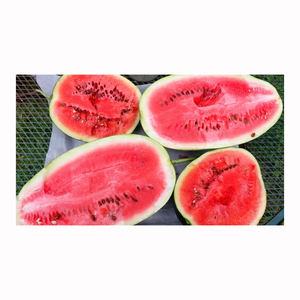 <b>mini</b> watermelon small size sweet juicy fruit for retail packing supermarkets fresh produce suppliers - Product Image 3