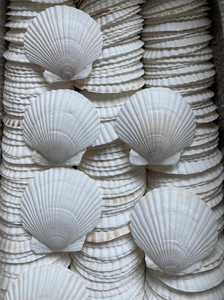 Coquilles Saint-Jacques Naturelles du Vietnam Grandes Coquilles Blanches pour Cadeaux Faits à la Main Fête de Restaurant et Décoration d'Aquarium - Product Image 2