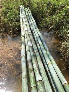 ส่งออกเสาไม้ไผ่จํานวนมากจากเวียดนาม - Product Image 3