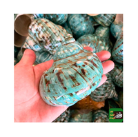 Grandes Coquilles de Hermit Crab Polies à Motifs Floraux, Conques Marines Naturelles Taille 3" 4.7", Turbo Jade, Décoration de Plage Portable, Artisanat pour Jeux Aquatiques