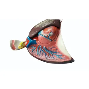 Modèle anatomique en PVC des poumons et du cœur humains, modèle d'organe scientifique médical pour la formation en école de médecine - Product Image 2