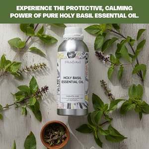 Huile Essentielle de Basilic Sacré 100% Pure, Hydratante, Douceur Olfactive, Feuilles et Fleurs, Flacon 10ml, Échantillon Gratuit, Fournisseur OEM, Certifiée COA et FDS - Product Image 3
