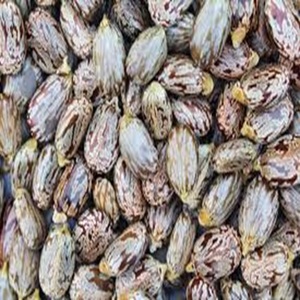 Graines de ricin indiennes de qualité supérieure disponibles en vrac avec des prix compétitifs et une qualité assurée - Product Image 3