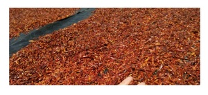 Bán Buôn Giá Rẻ Giá Hữu Cơ Không Khí Khô Ớt Đỏ Duy Nhất Gia Vị Ớt Cắt Lát Chất Lượng Cao Sản Phẩm Hàng Đầu của Việt Nam - Product Image 4