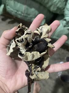 Champignons Séchés de Haute Qualité - Marque Viet Delta - Couleur Noire - 100% Naturel - Origine Vietnam - Contact JENNIBUI +84797005377 - Product Image 4