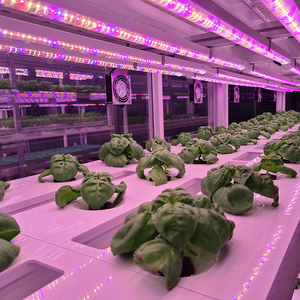 Tùy chỉnh quang phổ dẫn phát triển đèn cho thủy canh lá xanh hệ thống Rack ODM nhà máy giải pháp chiếu sáng cho các dự án nông nghiệp - Product Image 2